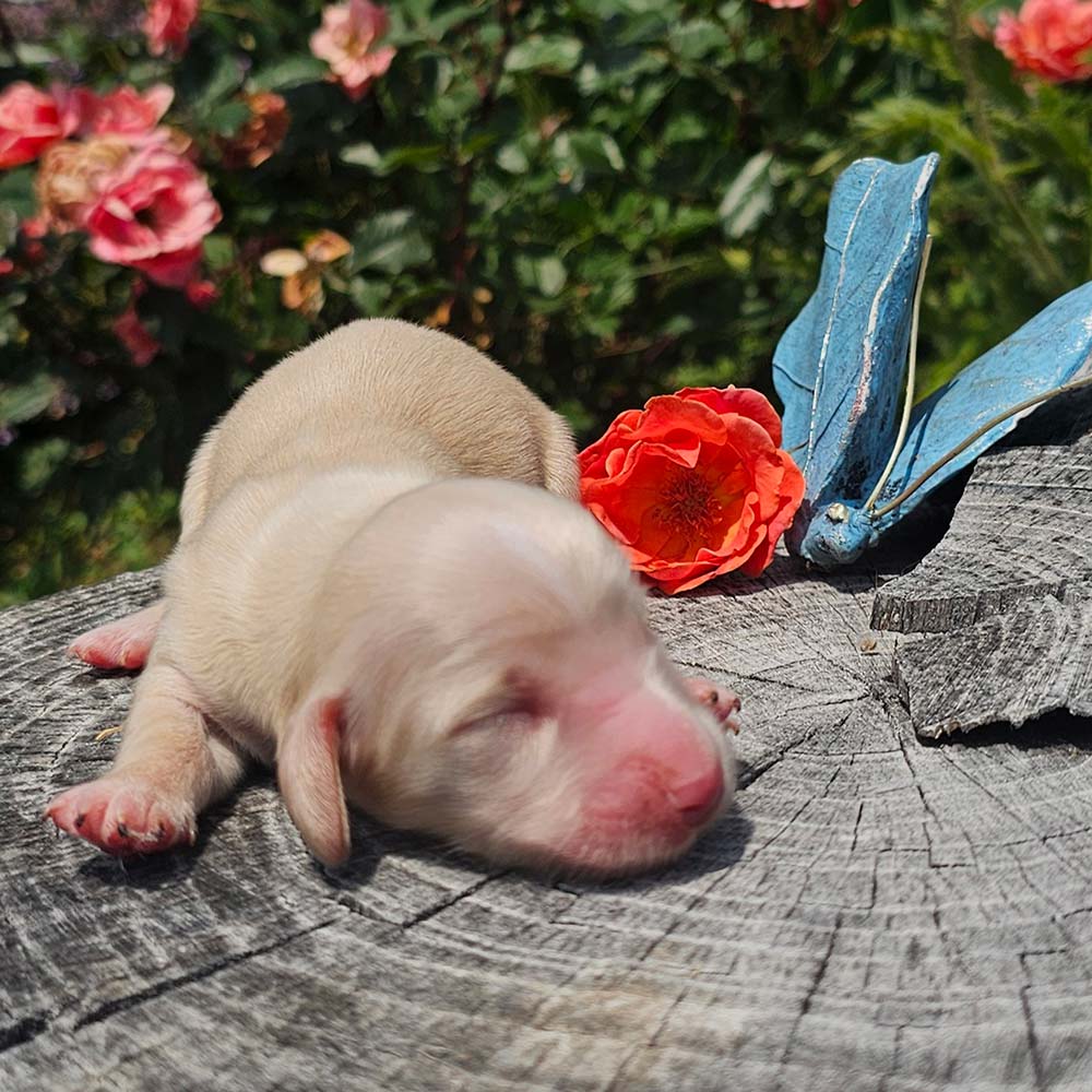 Dachsund puppy