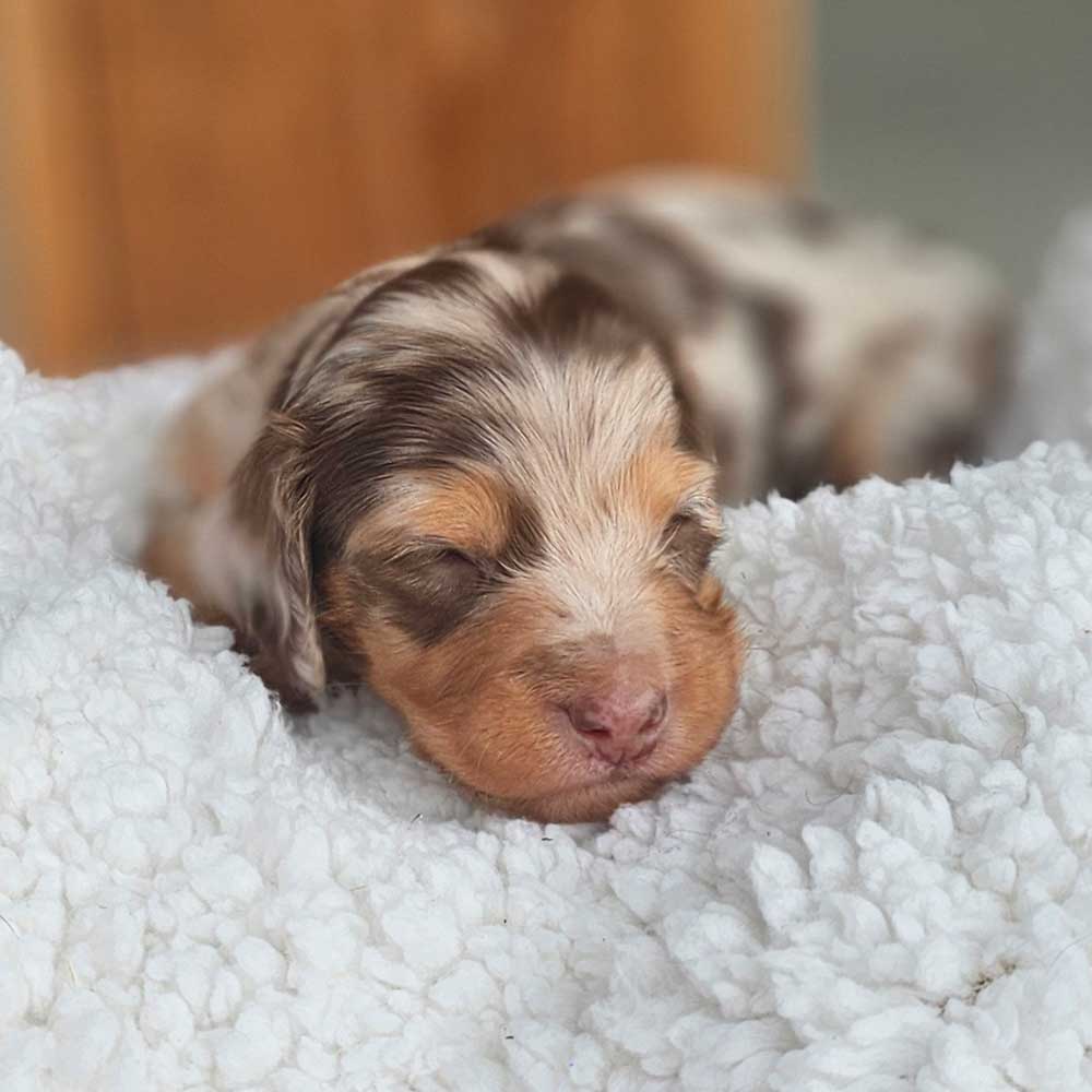 Dachsund puppy