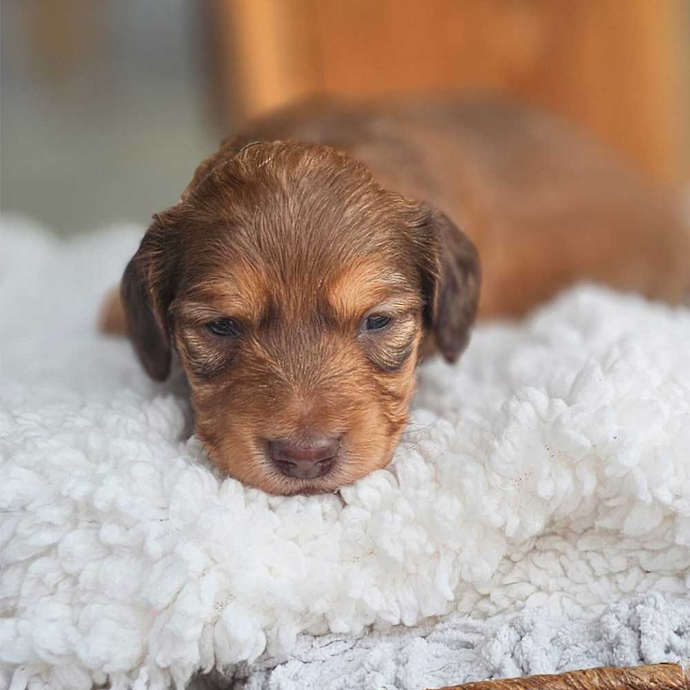 Dachsund puppy