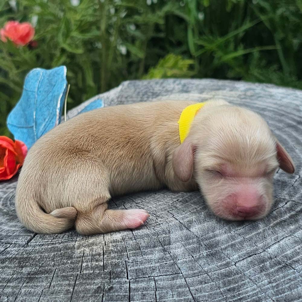 Dachsund puppy