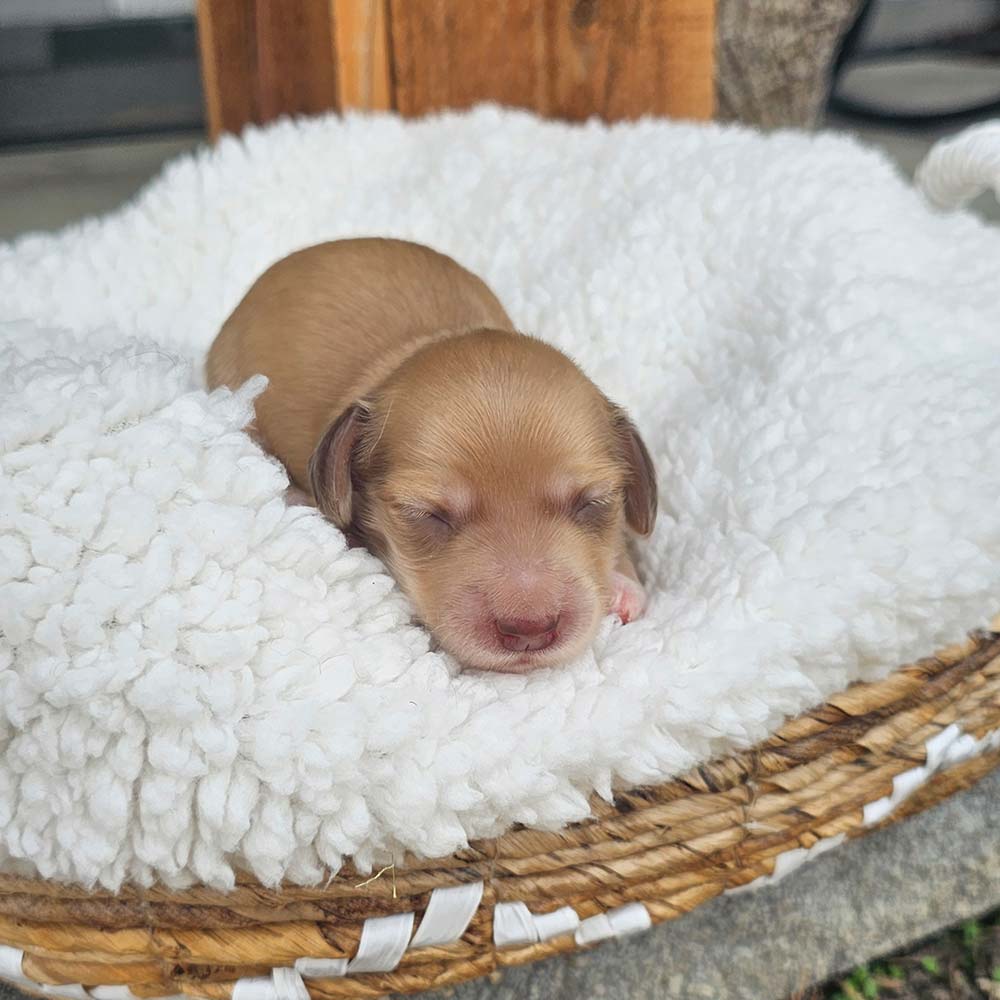 Dachsund puppy