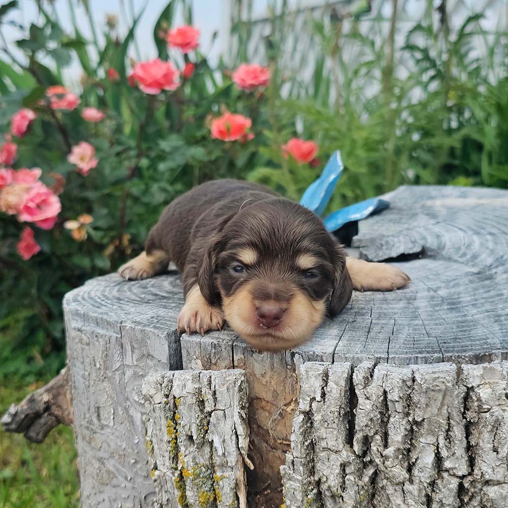 Dachsund puppy