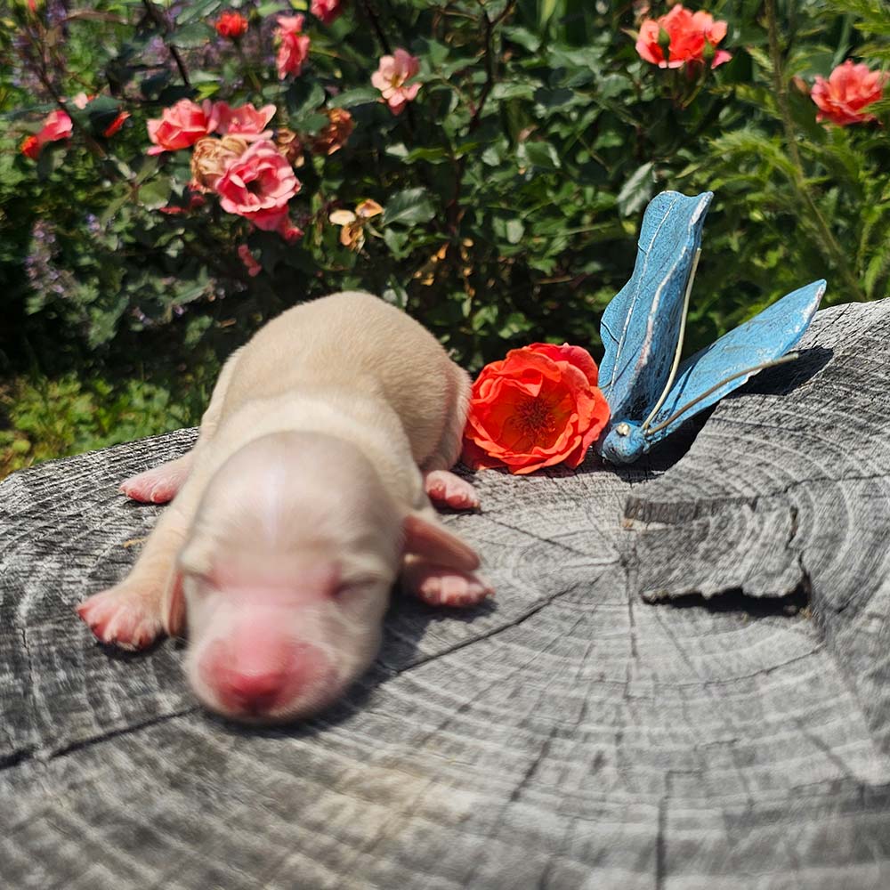 Dachsund puppy