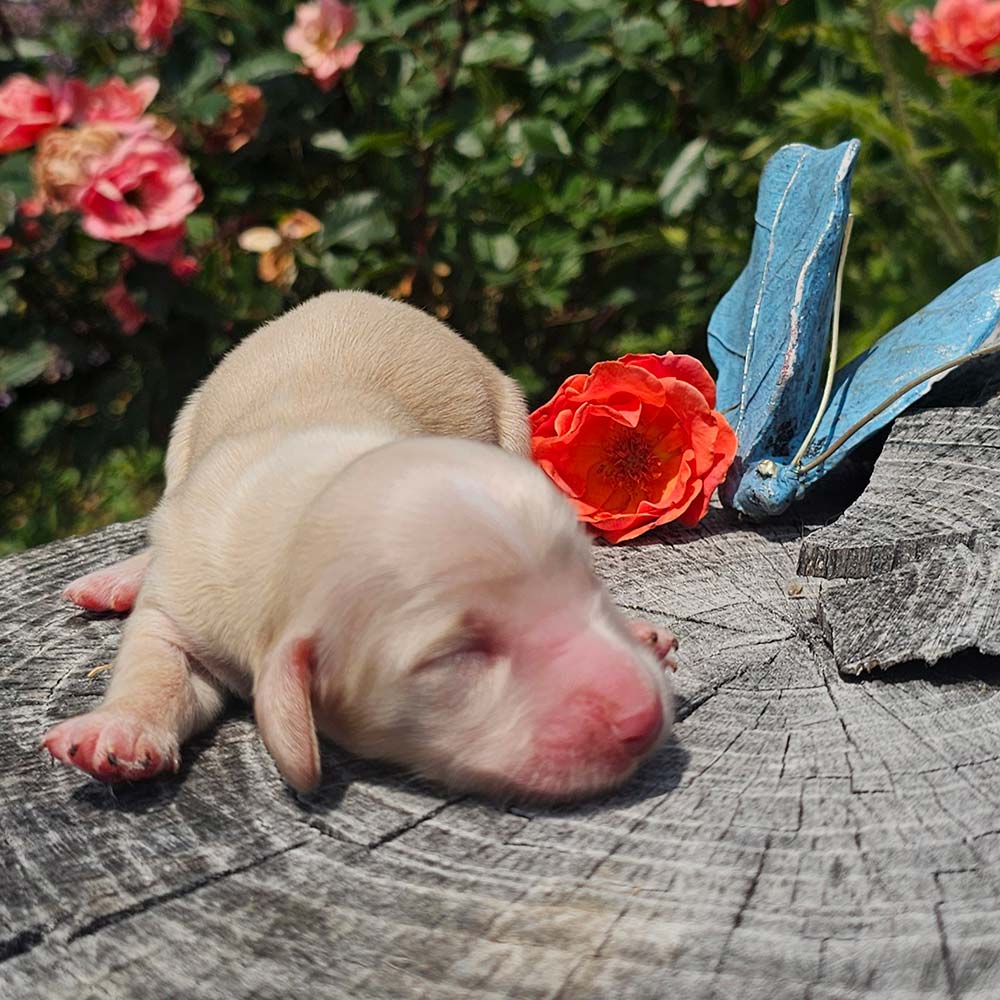 Dachsund puppy