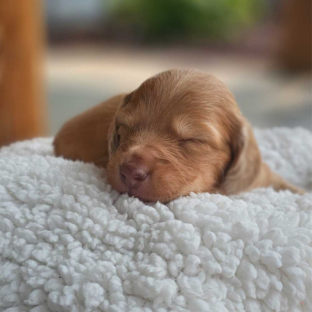 Dachsund puppy