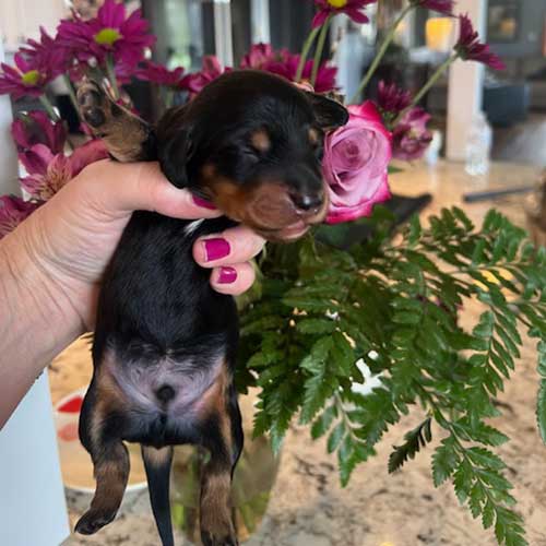 Dachshund puppy in front of a vase of roses