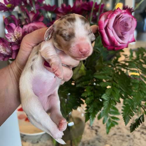 Dachshund puppy in front of a vase of roses
