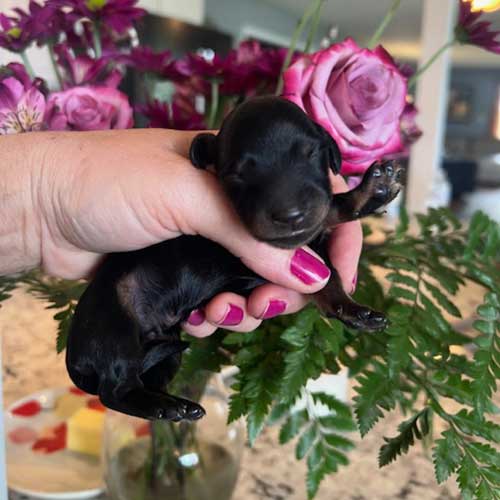 Dachshund puppy in front of a vase of roses
