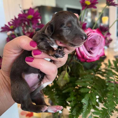 Dachshund puppy in front of a vase of roses