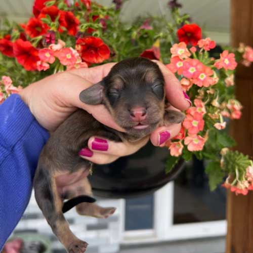 Dachshund puppy in front of flowers