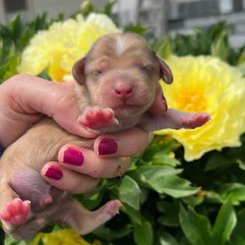 Dachshund puppy in front of flowers