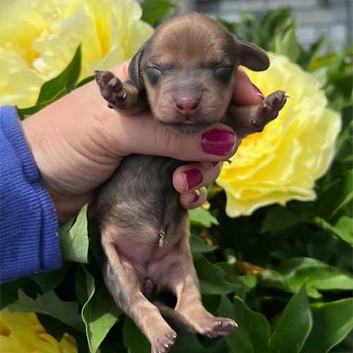 Dachshund puppy in front of flowers