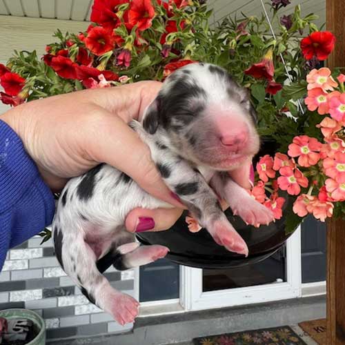 Dachshund puppy in front of flowers