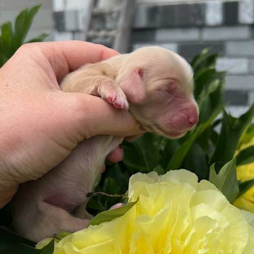 Dachshund puppy in front of flowers