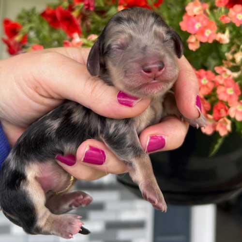 Dachshund puppy in front of flowers