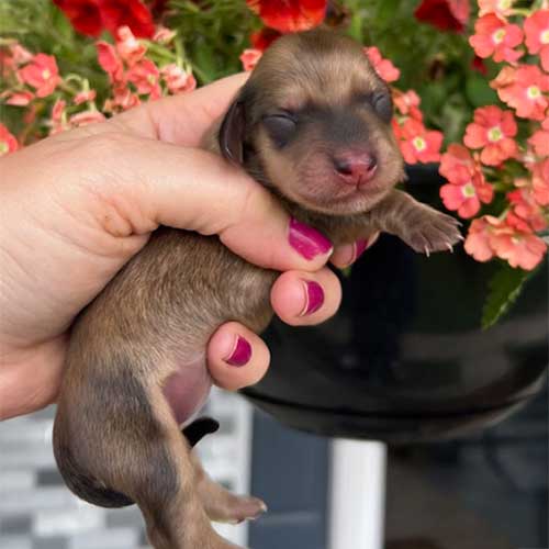Dachshund puppy in front of flowers