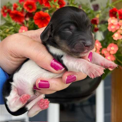 Dachshund puppy in front of flowers