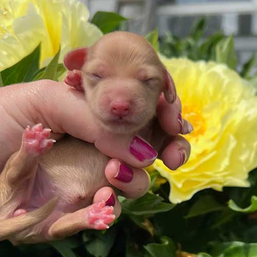 Dachshund puppy in front of flowers