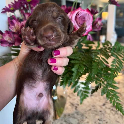 Dachshund puppy in front of a vase of roses