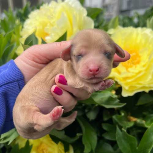 Dachshund puppy in front of flowers