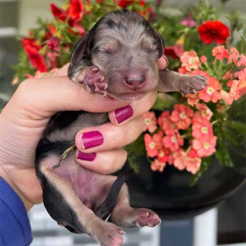Dachshund puppy in front of flowers