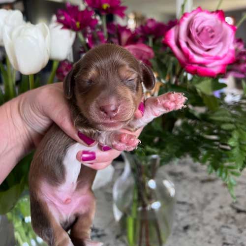 Dachshund puppy in front of a vase of roses