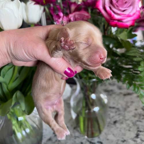 Dachshund puppy in front of a vase of roses