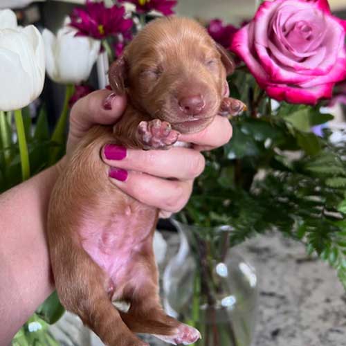 Dachshund puppy in front of a vase of roses