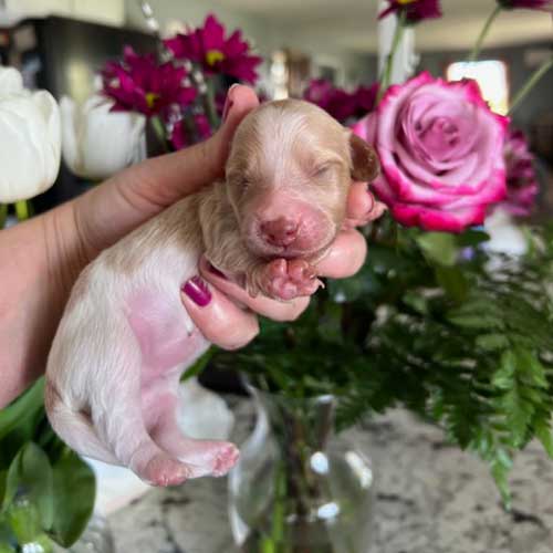 Dachshund puppy in front of a vase of roses