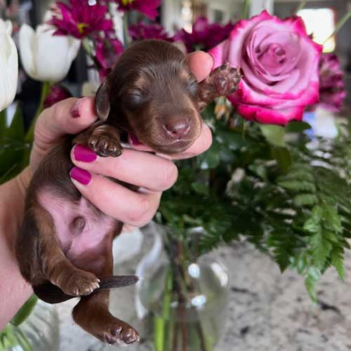 Dachshund puppy in front of a vase of roses