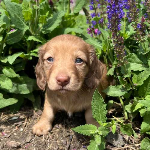 Dachshund puppy in a garden