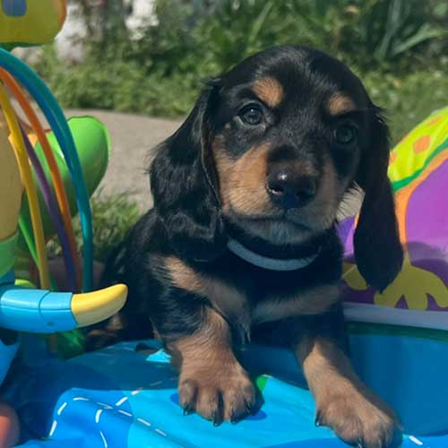 Dachshund puppy with inflatable toys