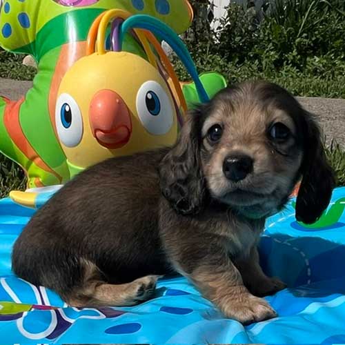 Dachshund puppy with inflatable toys