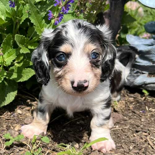 Dachshund puppy in a garden