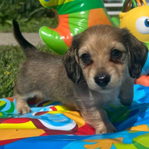 Dachshund puppy with inflatable toys