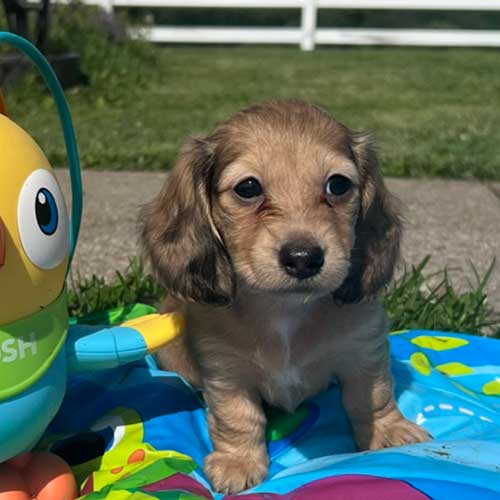 Dachshund puppy with inflatable toys