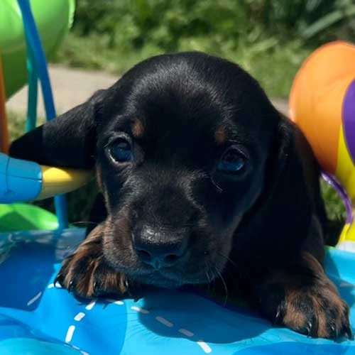 Dachshund puppy with inflatable toys