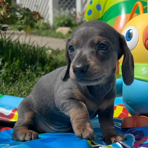 Dachshund puppy with inflatable toys