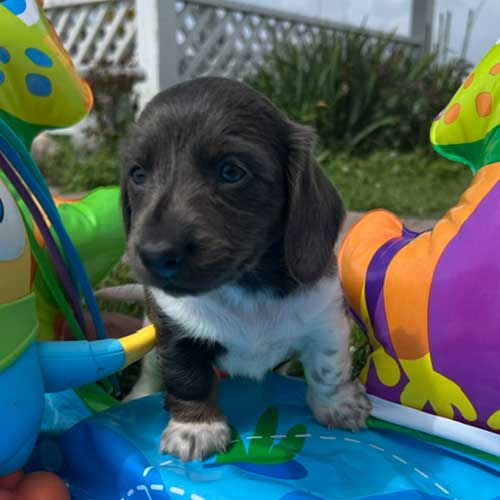 Dachshund puppy with inflatable toys