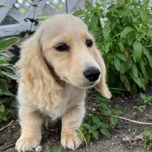 Longhaired dachshund puppy in front of a bush