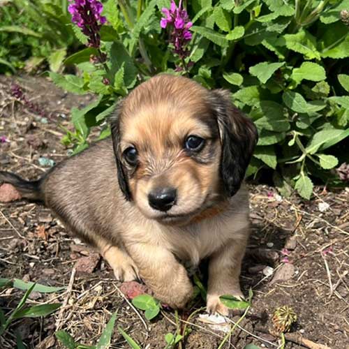 Dachshund puppy in a garden