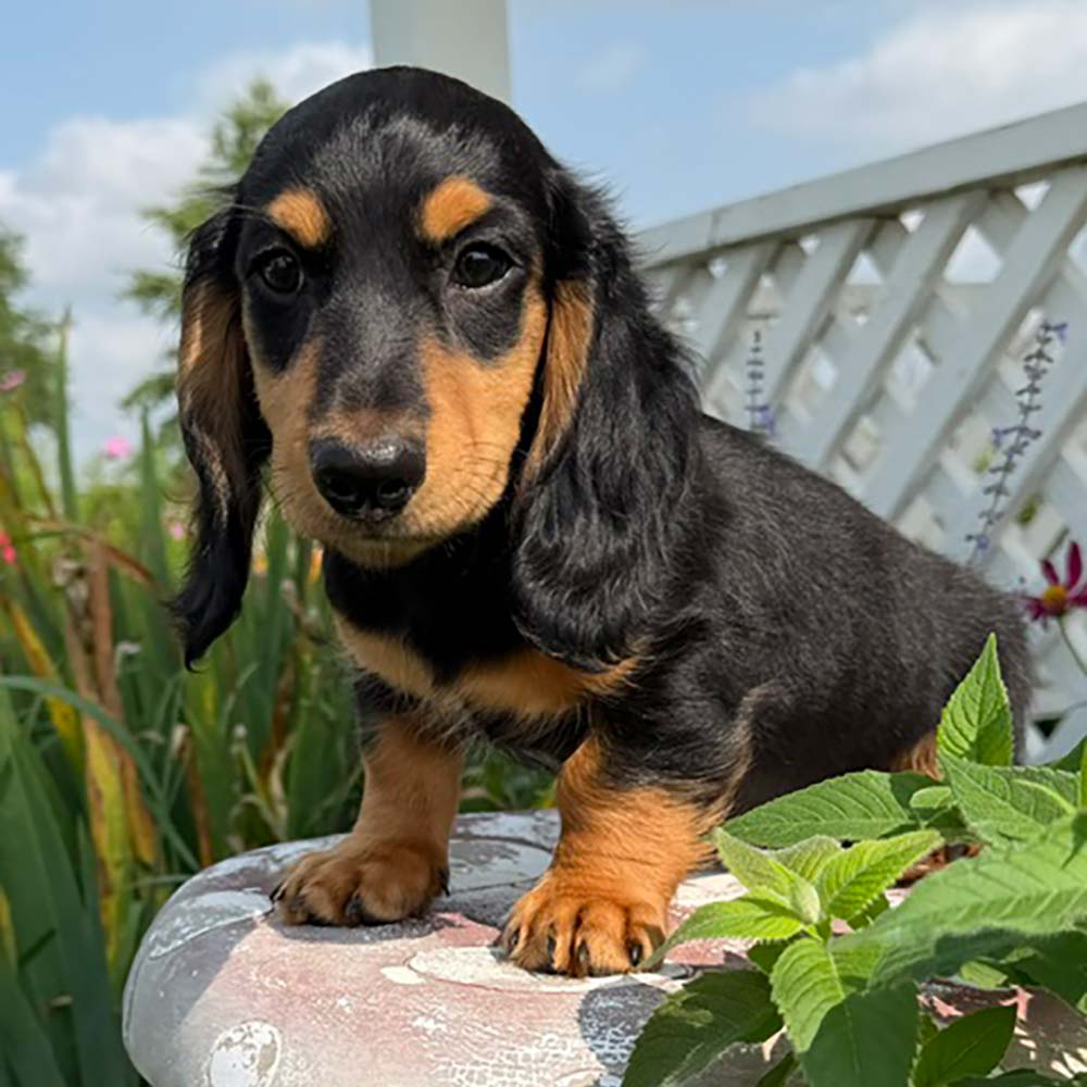 Dachshund puppy in a garden