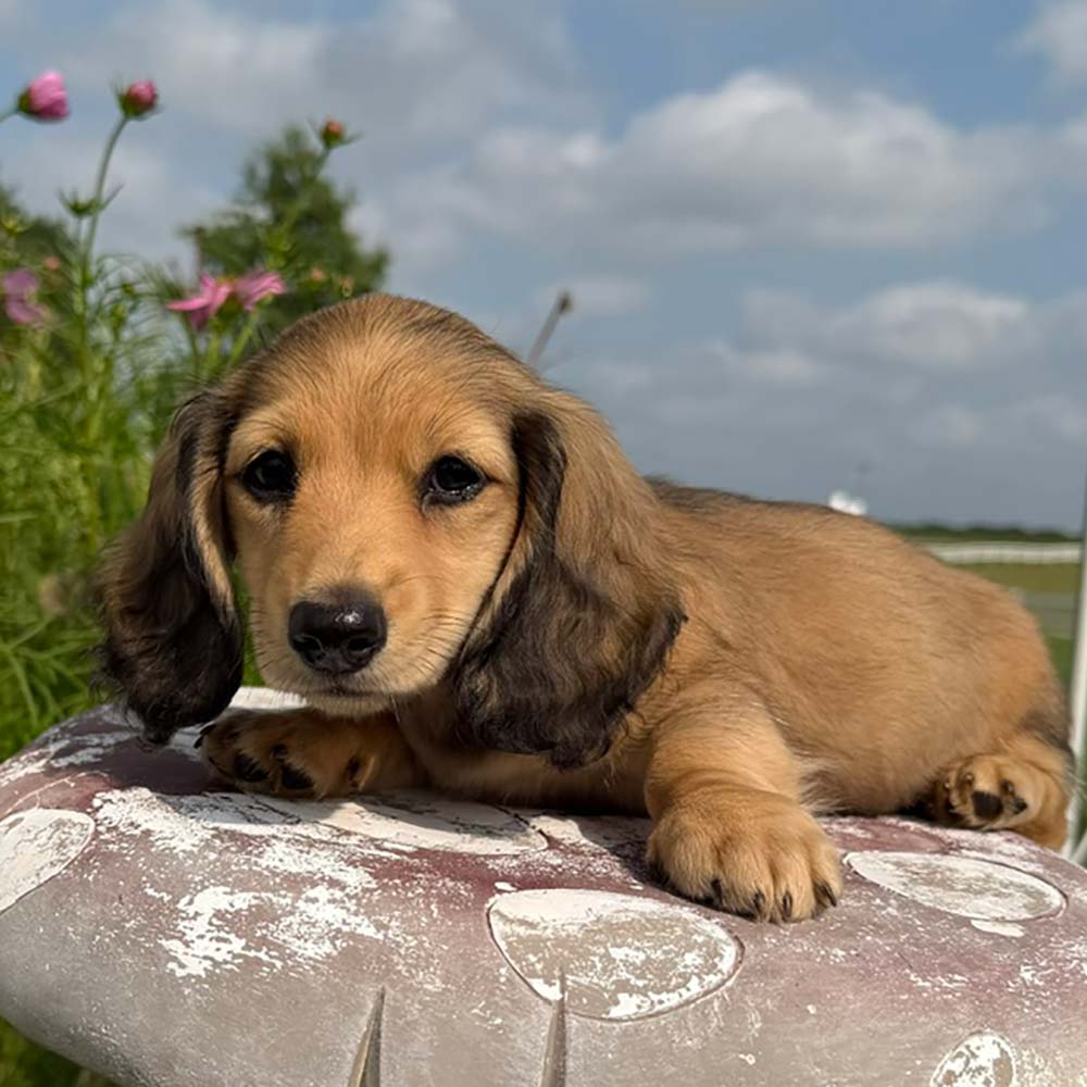 Dachshund puppy in a garden