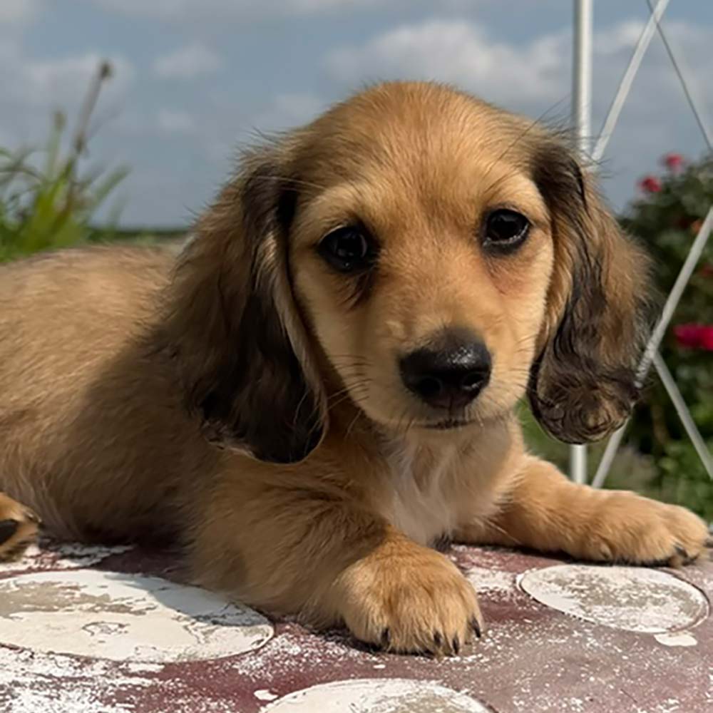 Dachshund puppy in a garden