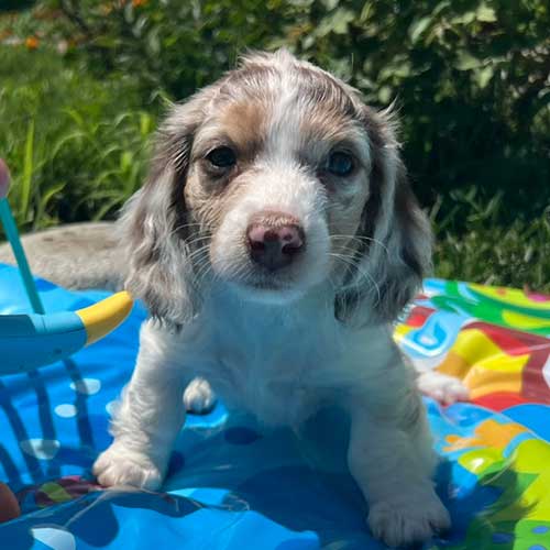 Dachshund puppy with inflatable toys