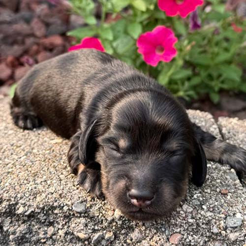 Dachshund puppy in a garden