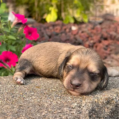 Dachshund puppy in a garden