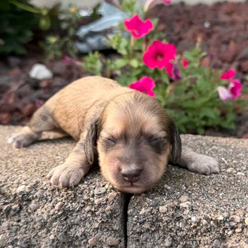 Dachshund puppy in a garden